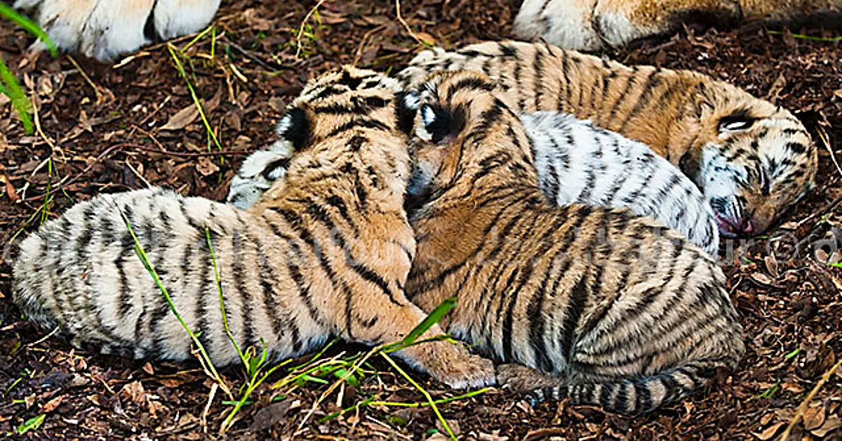 Lioness Lola gave birth to triplet cubs at Chelyabinsk . (Video)