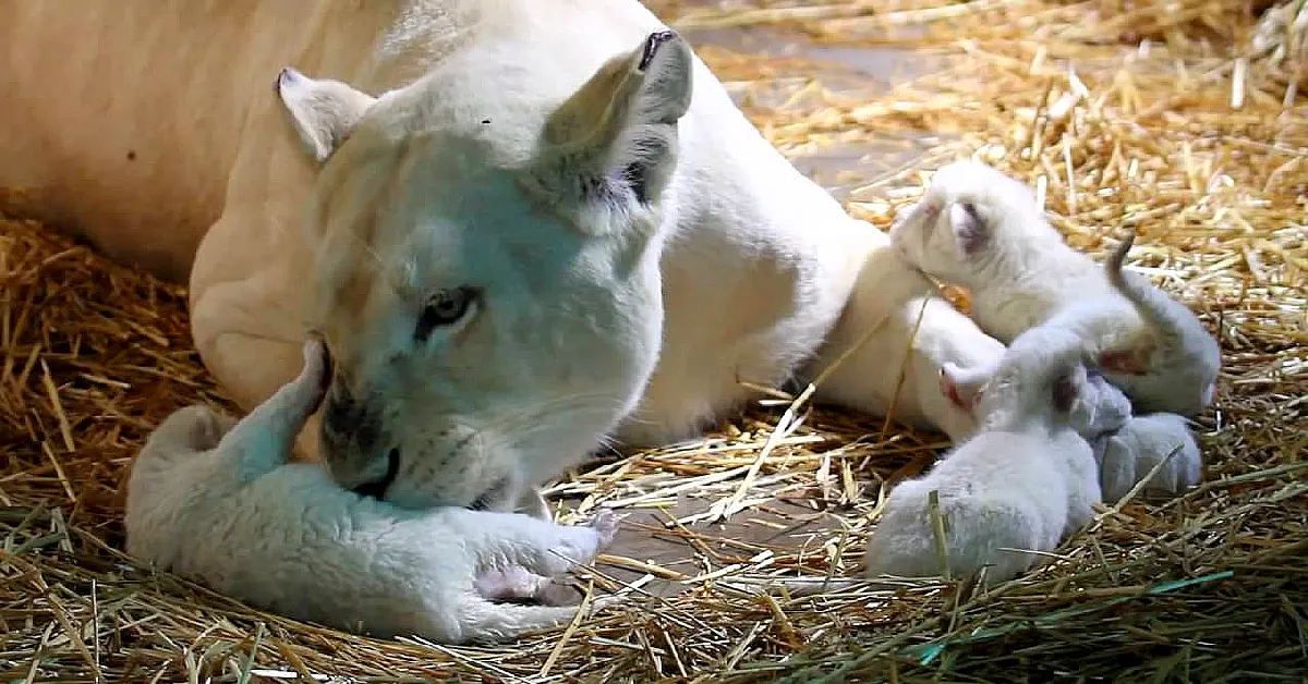 Lioness Lola gave birth to triplet cubs at Chelyabinsk . (Video)