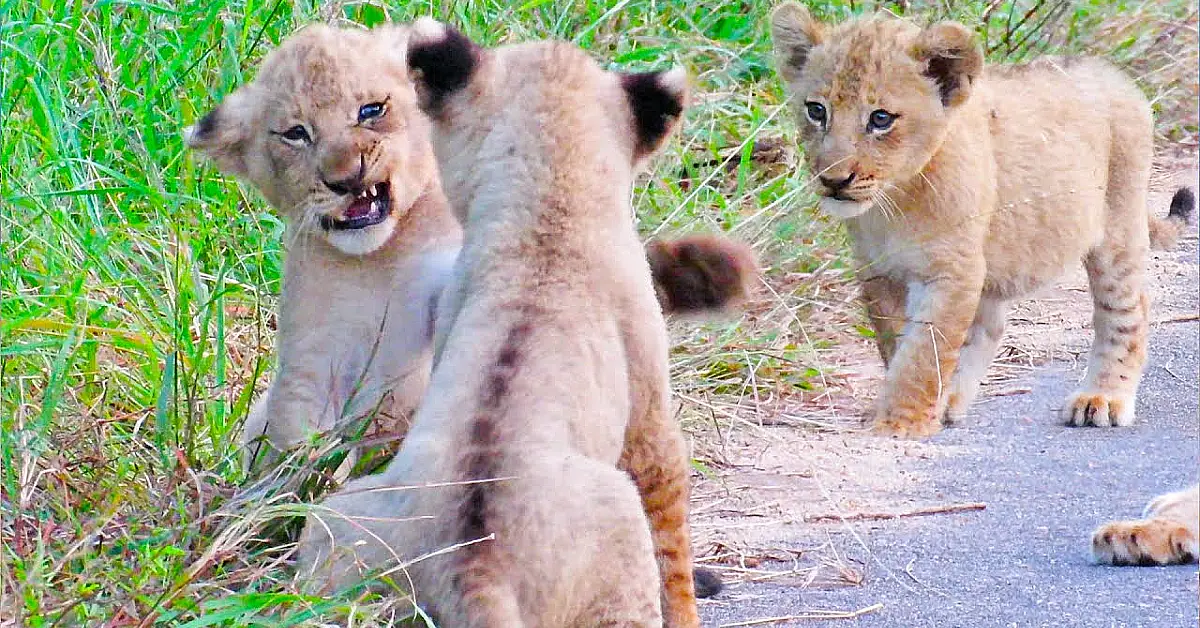 Lioness Lola gave birth to triplet cubs at Chelyabinsk . (Video)