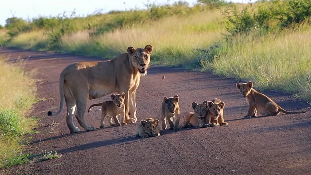 Lioness Lola gave birth to triplet cubs at Chelyabinsk . (Video)